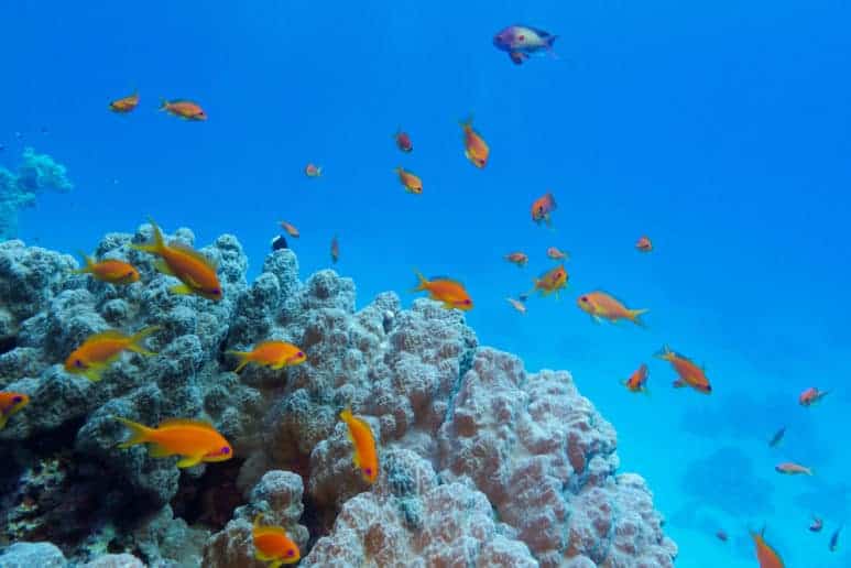 Colorful Coral Reef with Hard Coral and Exotic Fishes at the Bottom of Red Sea, Sharm El Shaikh, Egypt