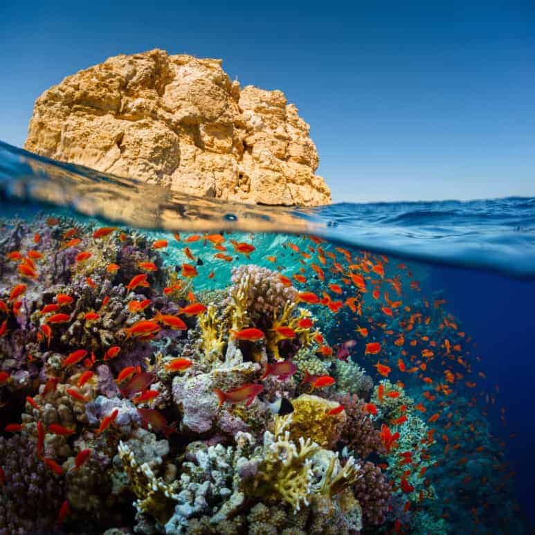 The Bright Coral Reef in Ras Mahammad is one of the Top Scuba Diving Spots in Egypt’s Red Sea