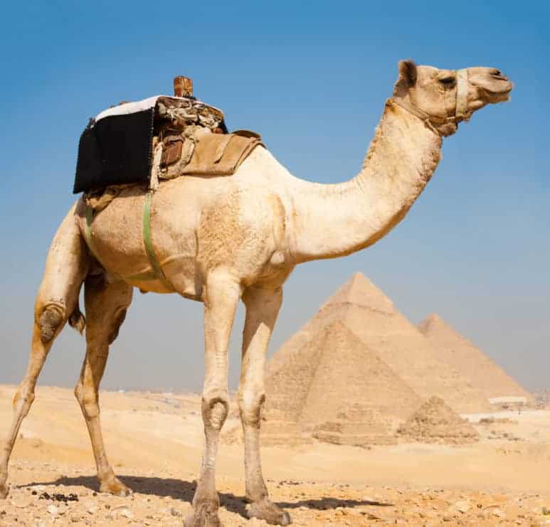 A camel waits patiently in the foreground atop a hill overlooking all three of the Great pyramids of Giza