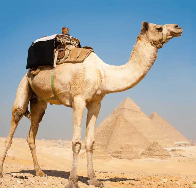 A camel by Giza Pyramids
