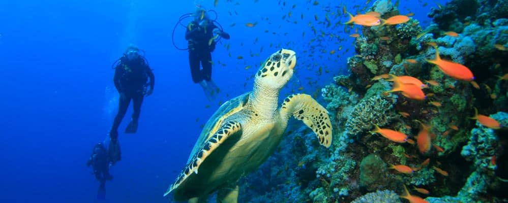 A Scuba Diving Getaway in Egypt Where You Can Help Heal the Red Sea