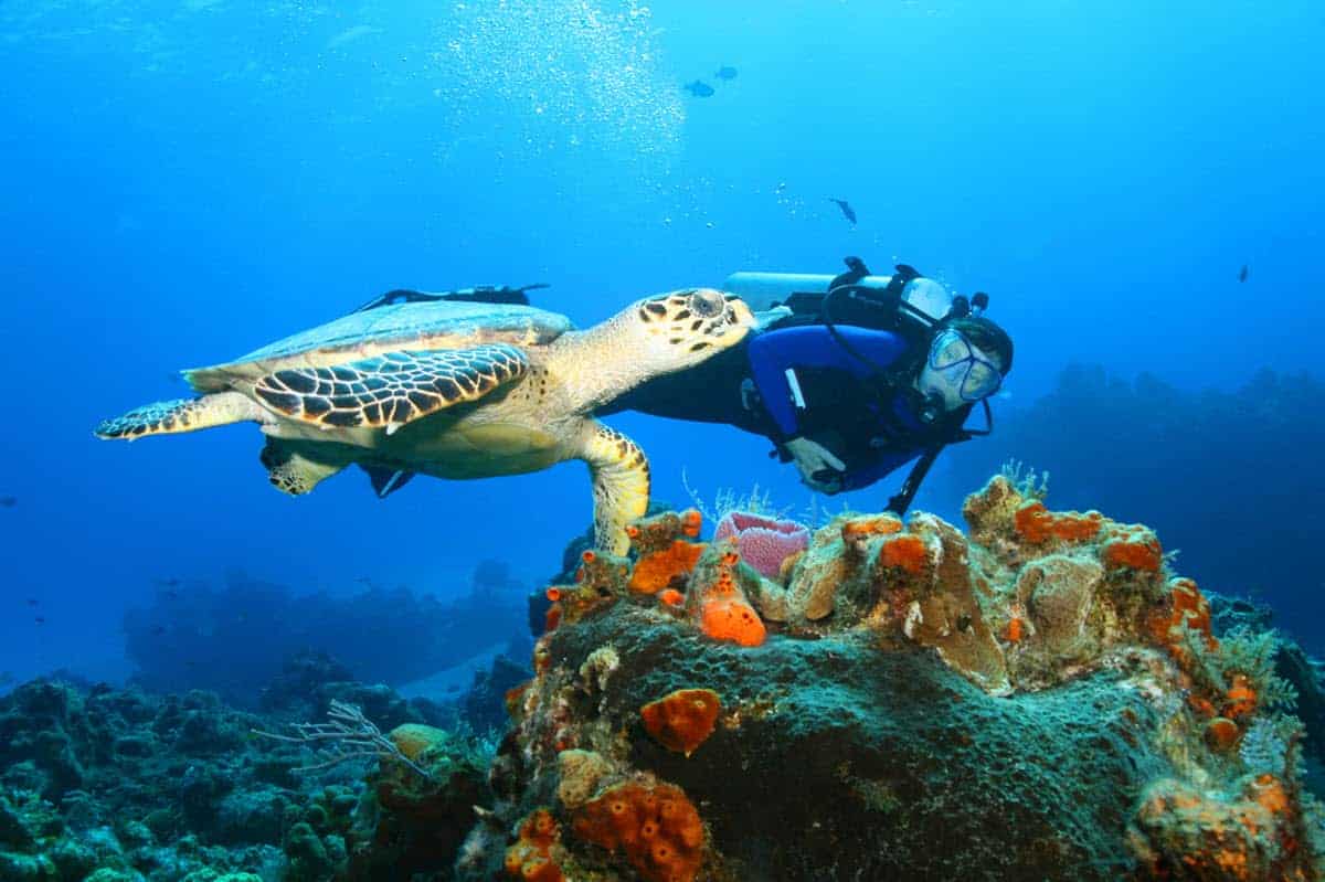 The Top Four Scuba Diving Spots in Egypt's Red Sea